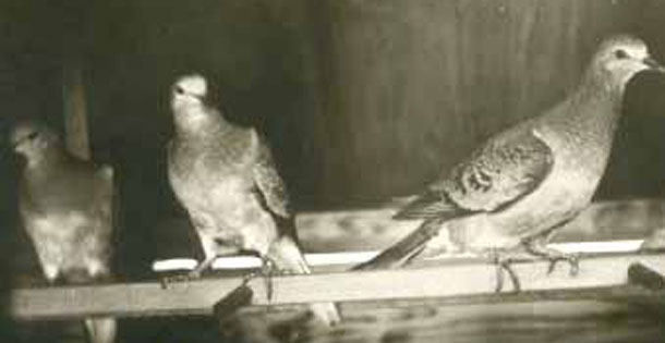1896 photo of passenger pigeons