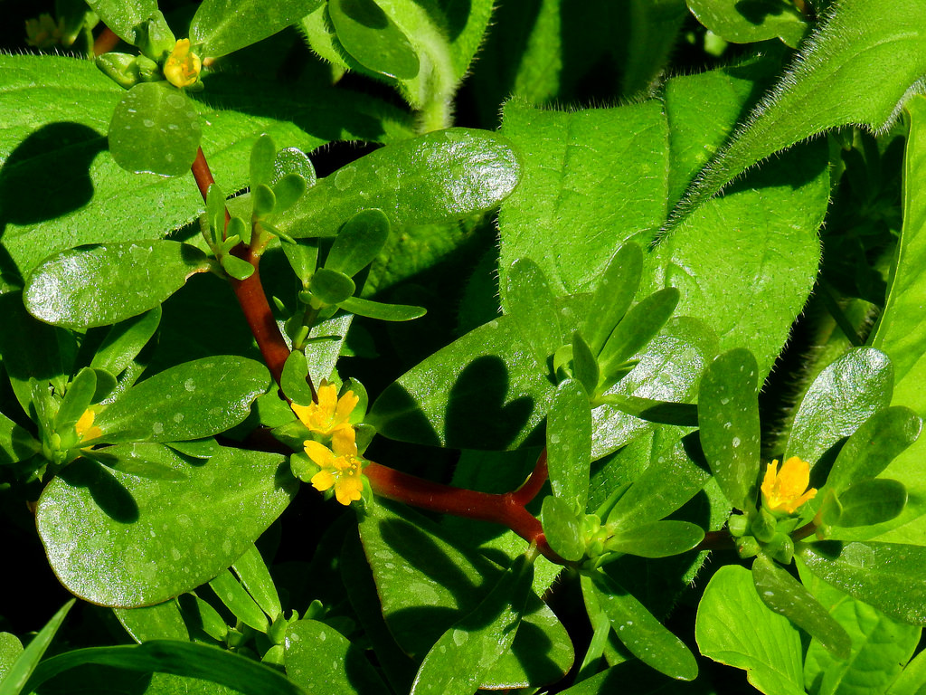 purslane