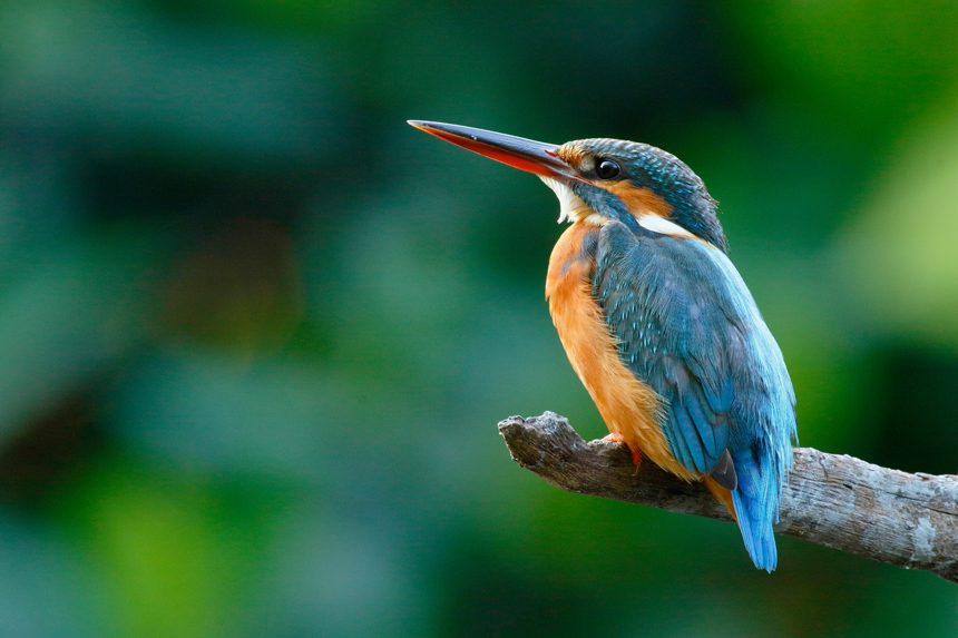 The Logophile: Bird-brained | The Saturday Evening Post