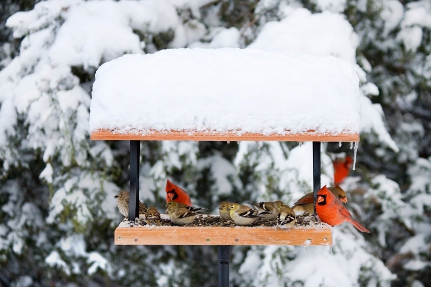 Our Better Nature: Backyard Bird Feeding Offers Cheep Entertainment