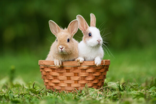 Ask the Vet: Rabbit Adoption | The Saturday Evening Post