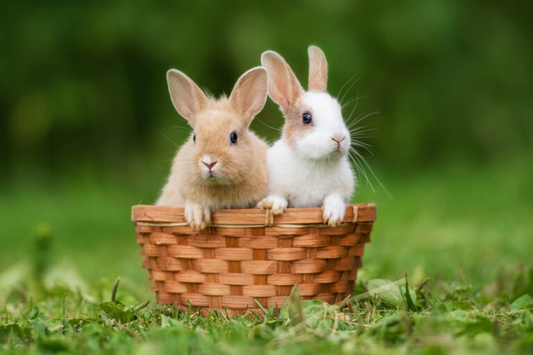 Ask the Vet: Rabbit Adoption | The Saturday Evening Post