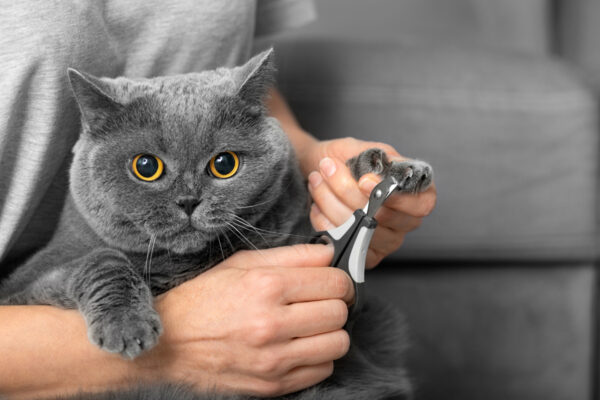Ask the Vet: Clipping Claws | The Saturday Evening Post - Clipping Cat Claws For Humans Safety