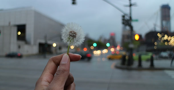 Dandelion in the city