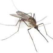 Close-up of a mosquito against a white background
