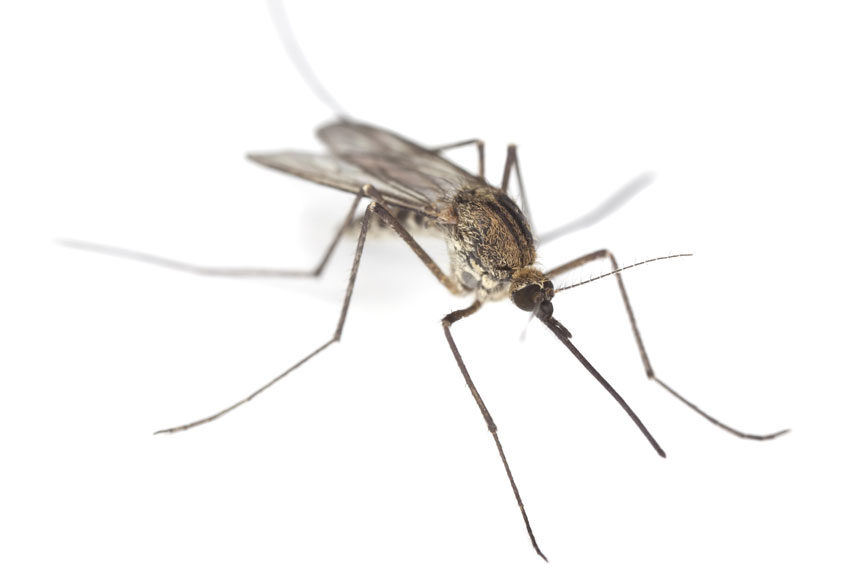 Close-up of a mosquito against a white background