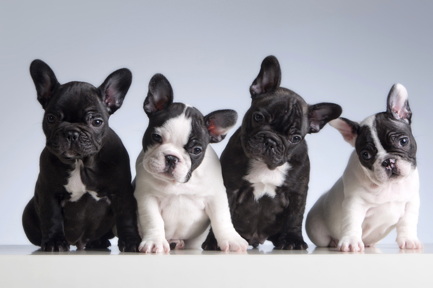 News of the Week: Florida Blobs, Popular Dogs, and How to Make a Perfect Martini - Vimarsana News