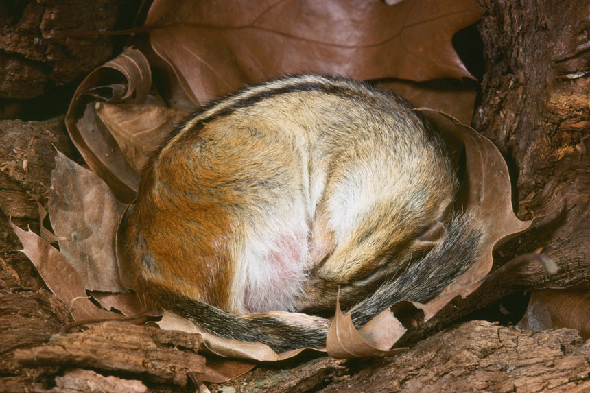 Our Better Nature: How Animals Hibernate (and Why People Can't) | The  Saturday Evening Post