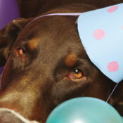Dog wearing a hat on its birthday