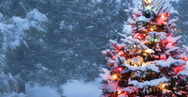 Snow-covered tree decorated with Christmas lights