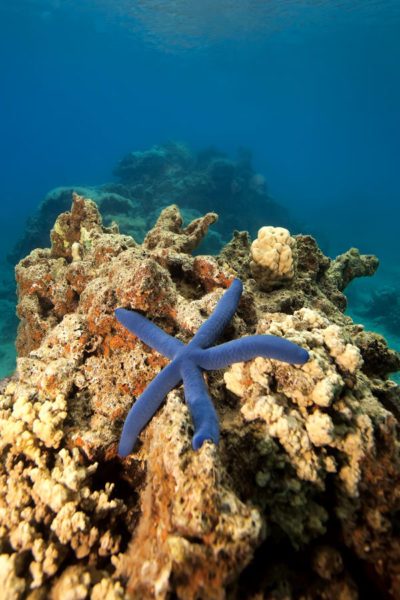 Blue Starfish
