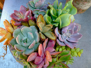 bouquet of succulents