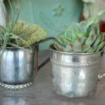 succulents in silver cups