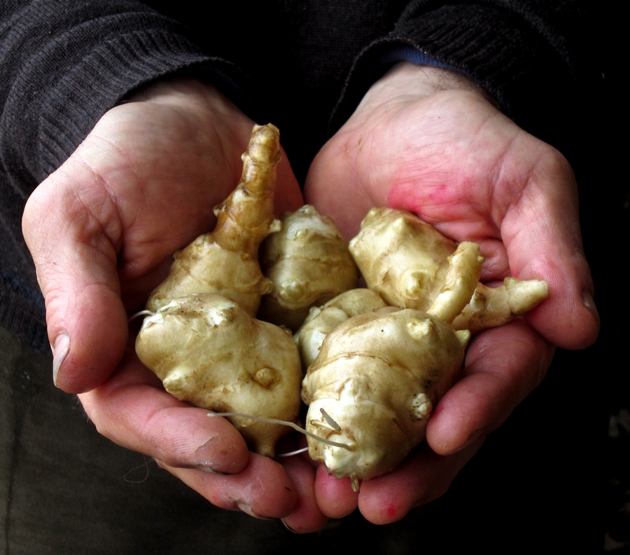 sunchokes
