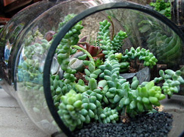 sedum in terrarium