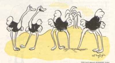 Ostriches talk to eachother