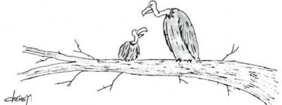 Two buzzards talk on a tree limb
