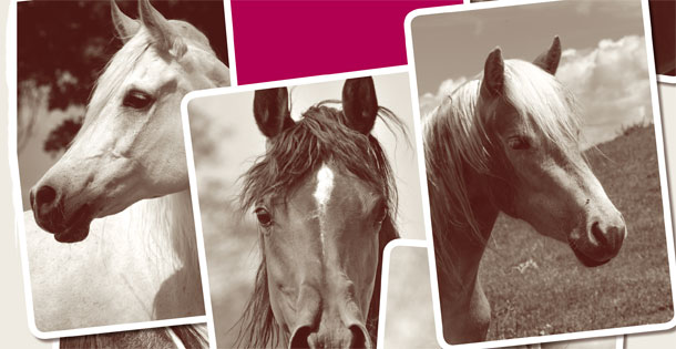 Horses on trading cards