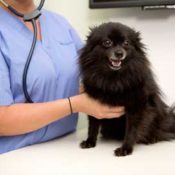 Dog at the Vet having his heart checked for murmurs.