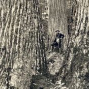 Man standing in front of a giant American Chestnut