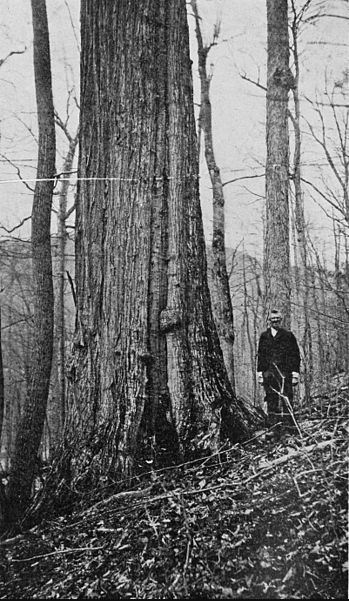 Man standing next to a large tree